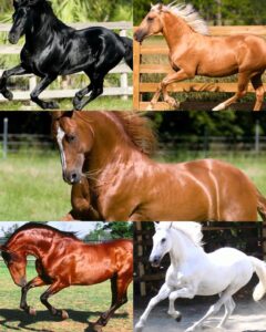 HOW TO IMPROVE YOUR HORSE'S COLOUR & SHINE