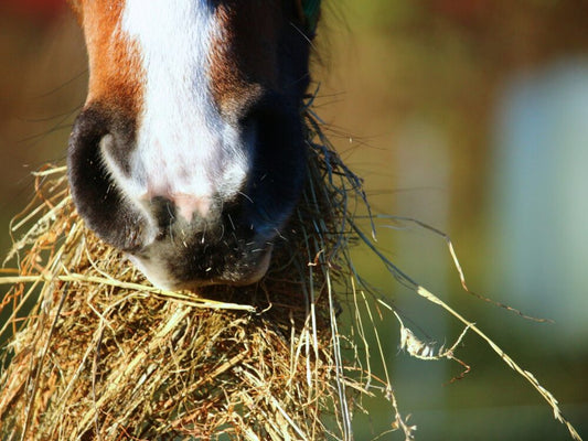 Can Athletic Horses Thrive on a Forage-Based Diet?
