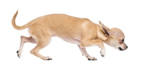 IS YOUR DOG ANXIOUS?