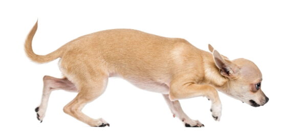 IS YOUR DOG ANXIOUS?