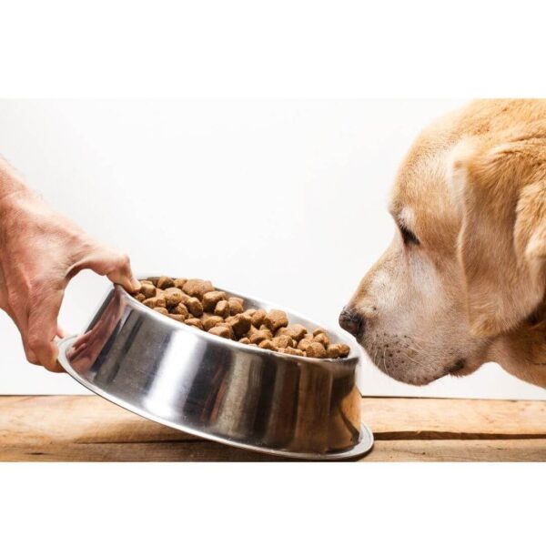 5 INGREDIENTS TO AVOID IN DOG FOODS