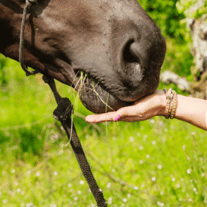 LUCERNE FOR HORSES - THE PROS AND CONS