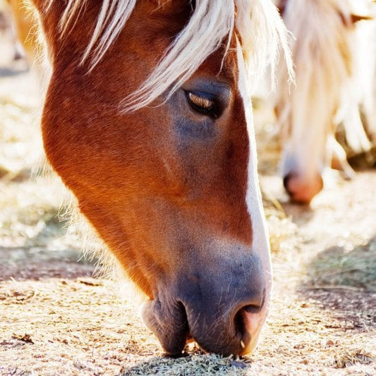 OATS FOR HORSES - THE PROS AND CONS