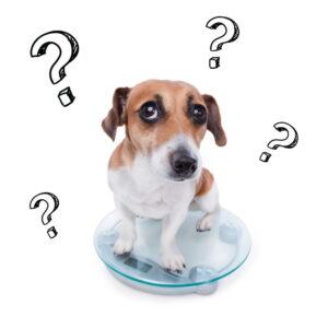 Dog Feeding Guides and Daily Calories