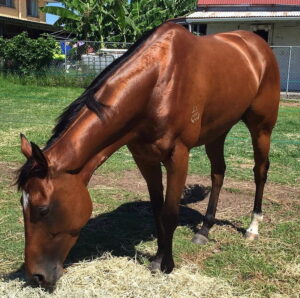 THE HEALTHY OIL CHOICE FOR YOUR HORSE
