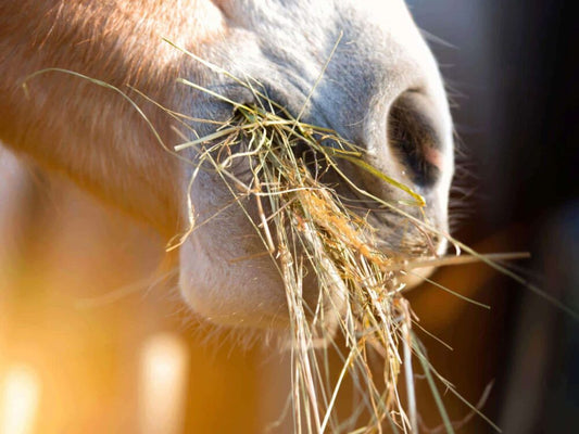 DO HORSES NEED CHAFF?