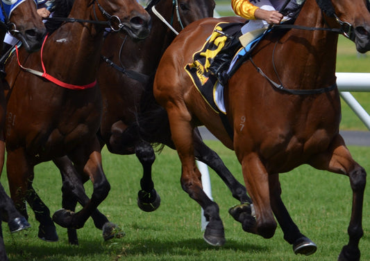 Can High Fibre Diets Reduce Lactic Acid In Racehorses