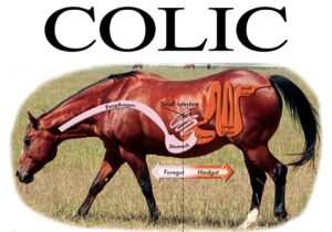 WHAT IS DIET-INDUCED COLIC IN HORSES?