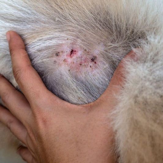 DERMATITIS IN DOGS