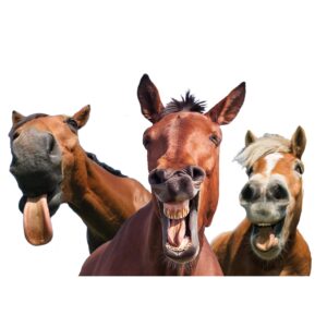 IS YOUR HORSE CALM, ALERT AND RESPONSIVE? IF NOT, IT COULD BE DIET RELATED!