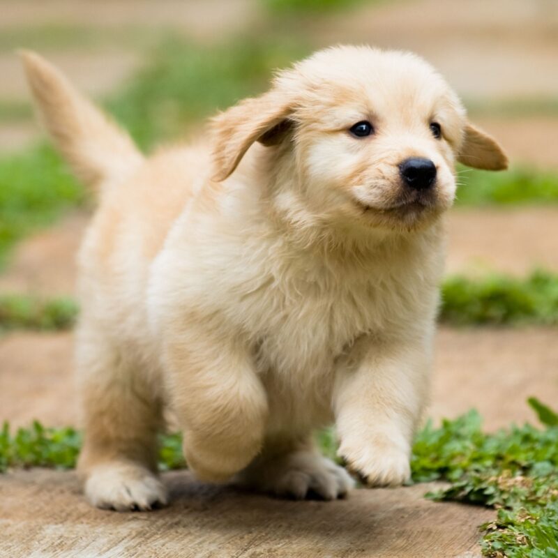 HOW MUCH EXERCISE DOES YOUR DOG NEED?