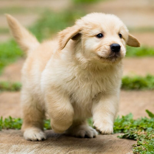 HOW MUCH EXERCISE DOES YOUR DOG NEED?