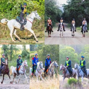 THE SECRET TO STAMINA IN ENDURANCE HORSES