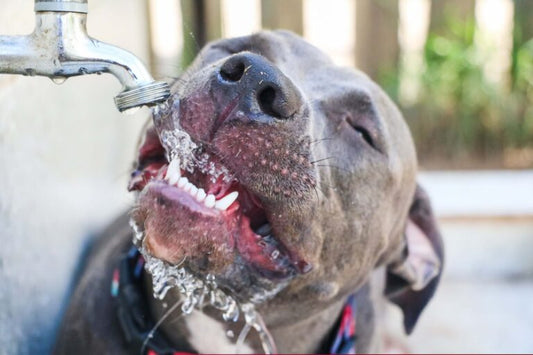 ELECTROLYTES & DEHYDRATION IN DOGS