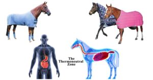 SHOULD I RUG MY HORSE?