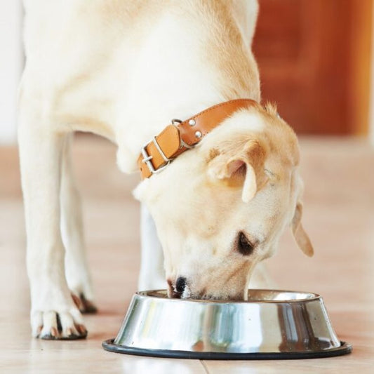 FATS IN DOG DIETS