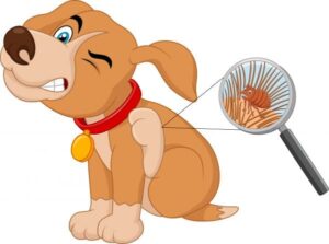 THE 3 REASONS WHY DOGS GET ITCH/SKIN CONDITIONS