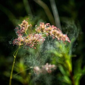 GRASS ALLERGY IN DOGS