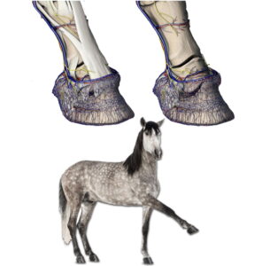 HEALTHY HOOVES - THE KEY TO HOOF HEALTH