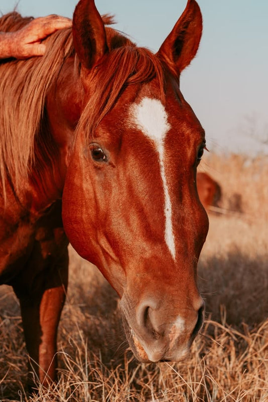 Protect Your Horse from "Big Head"
