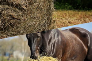 WHICH HAY TYPE IS THE BEST FOR YOUR HORSE?