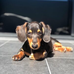 5 BENEFITS OF FEEDING PLANT BASED OMEGA 3 OIL TO DOGS