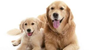 THE MYTH ABOUT LINSEED / FLAXSEED OIL AND BREEDING DOGS