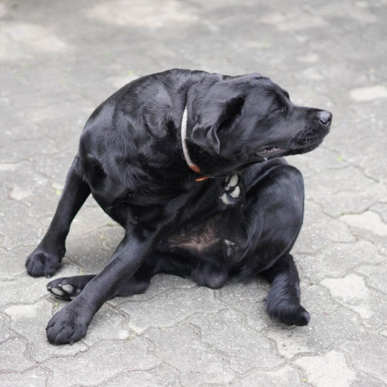ITCHY SKIN IN DOGS