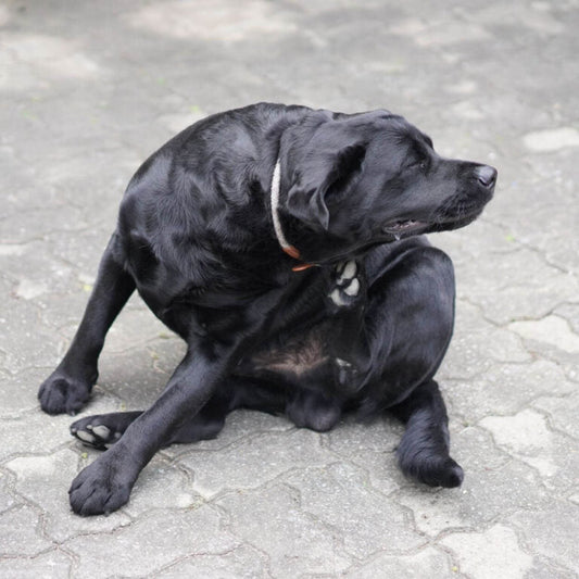 ITCHY SKIN IN DOGS