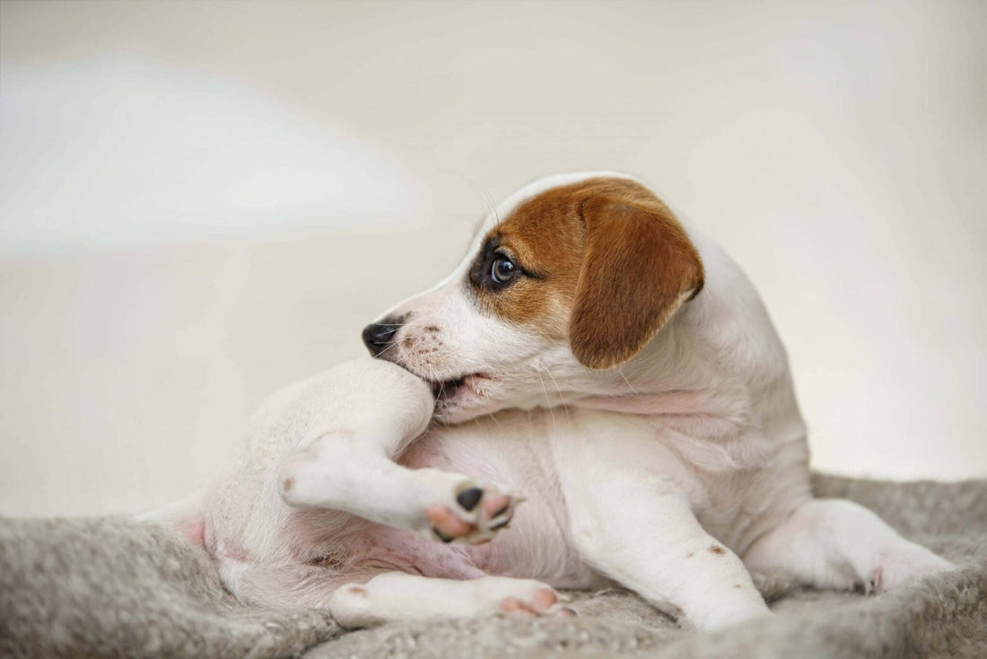 THE 3 REASONS WHY DOGS GET ITCH/SKIN CONDITIONS