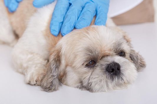 LEAKY GUT CONDITION IN DOGS