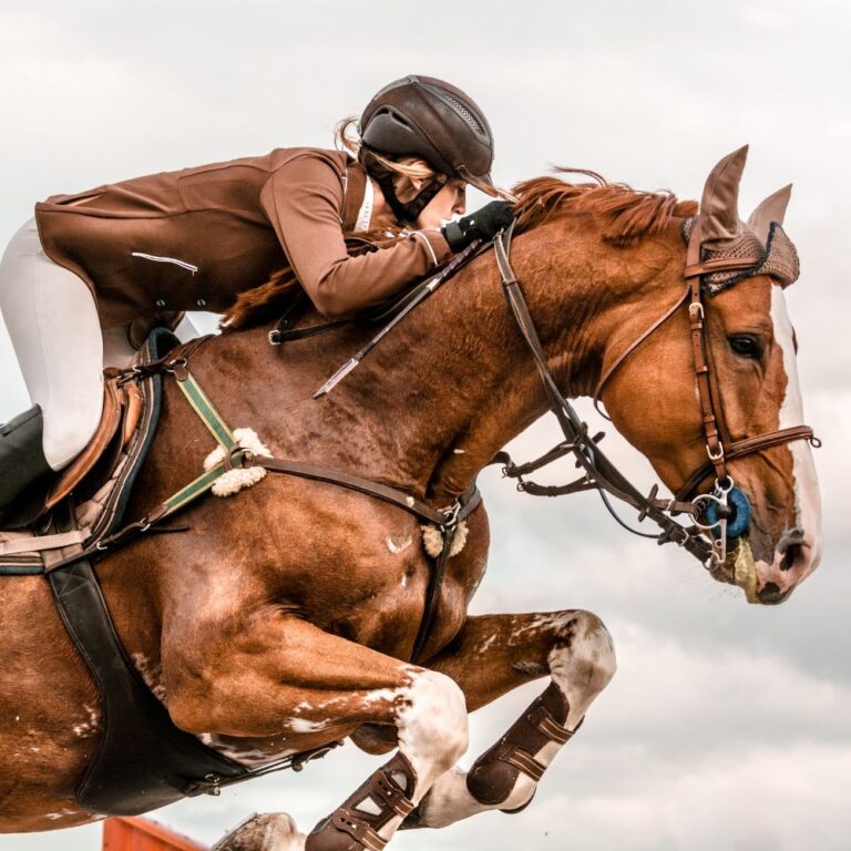 MUSCLE FIBRES IN HORSES