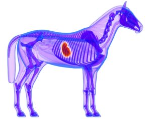 WHAT CAUSES ULCERS IN HORSES?