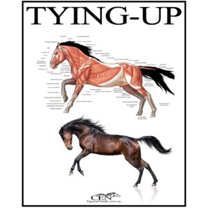 TYING UP MANAGEMENT & PREVENTION