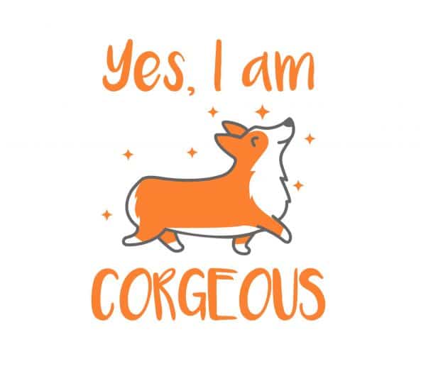 CORGIS - ALL YOU NEED TO KNOW