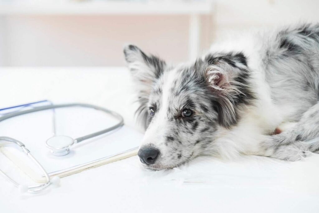 WORMS IN DOGS