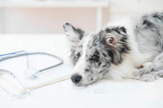 WORMS IN DOGS