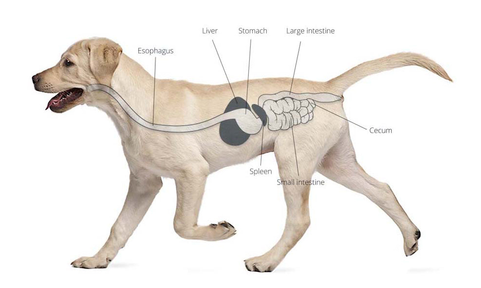11 Signs Your Dog May Need Canine Probiotics