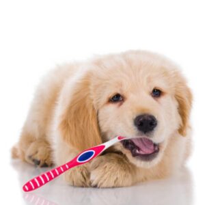 HOW TO PREVENT BAD DOG BREATH