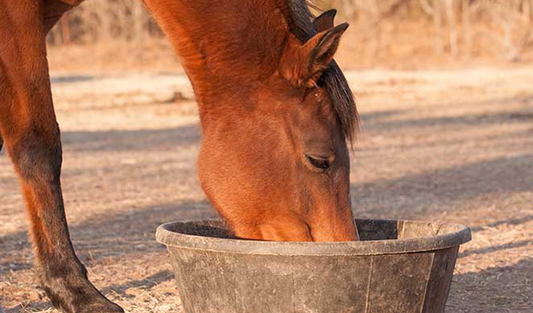 FABA BEANS for Horses (Tick Beans) - Equine Superfood