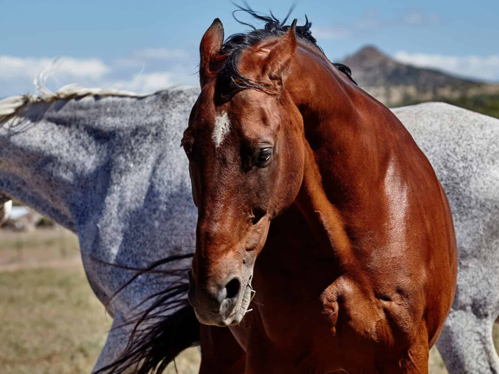 Control The Uncontrollable - CEN Frisky Mare Benefits