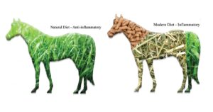 WHAT IS INFLAMMATION IN HORSES?
