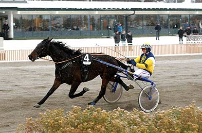Can Athletic Horses Perform on a Forage-Only Diet?