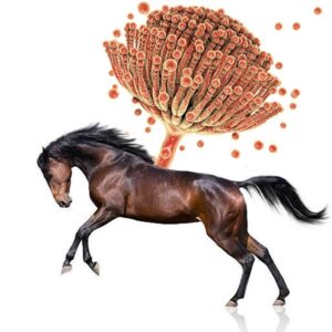 WHAT ARE MYCOTOXINS?