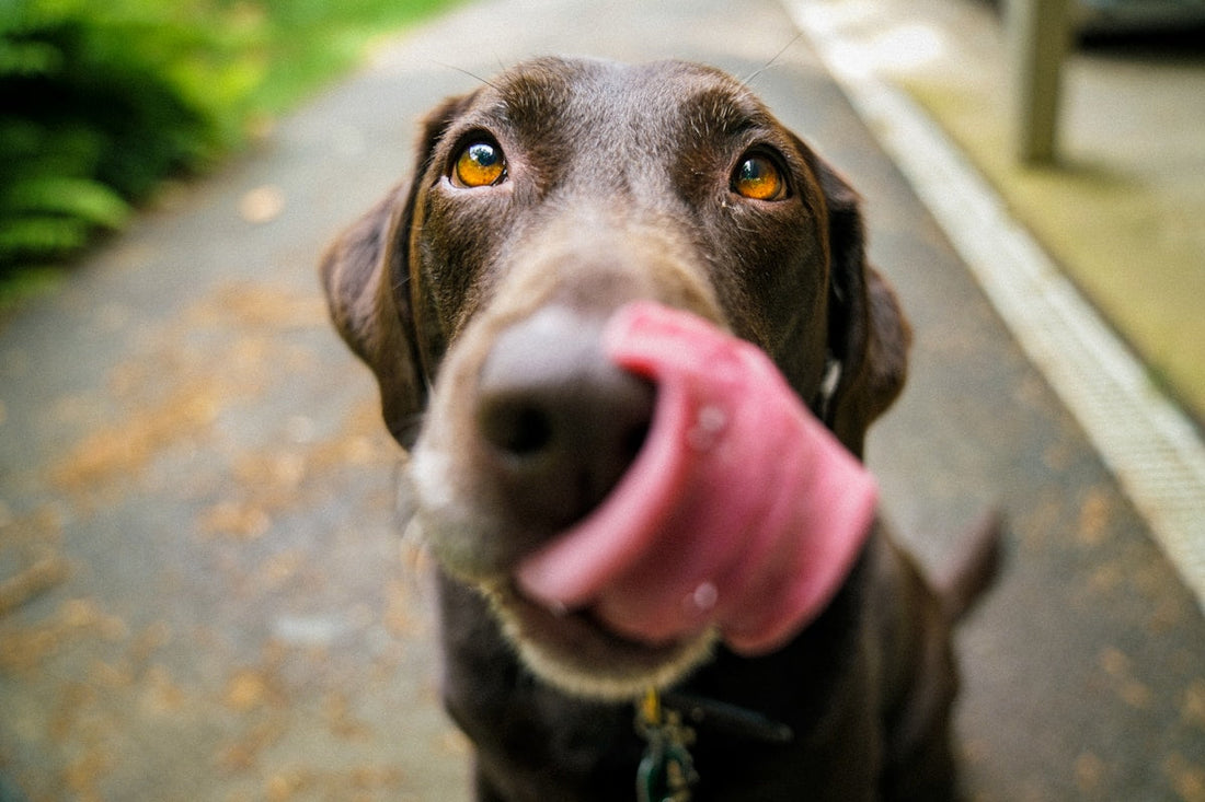 Joint Health in Dogs: Prevention Is Better Than Cure