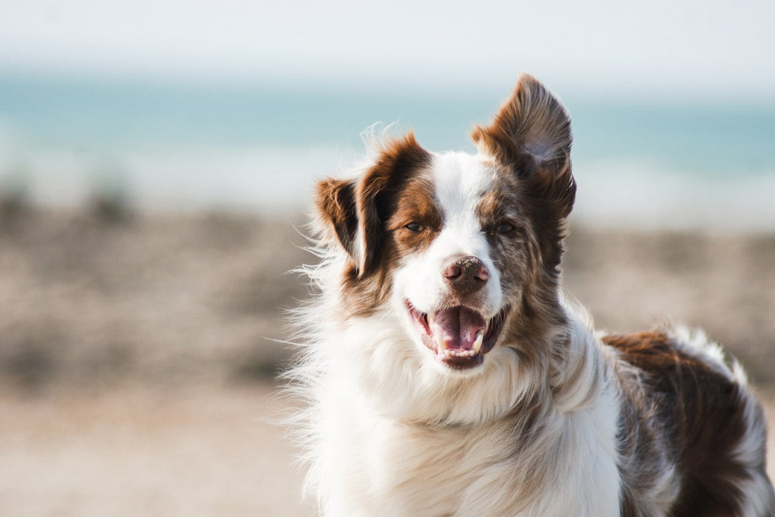 10 Signs Your Dog May Benefit from Probiotic Supplements