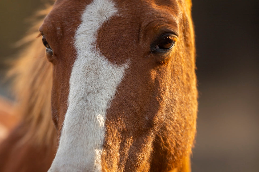 Is Your Horse Getting Enough Salt? The Overlooked Essential
