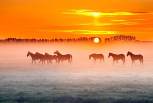 5 QUICK WINTER TIPS FOR YOUR HORSE