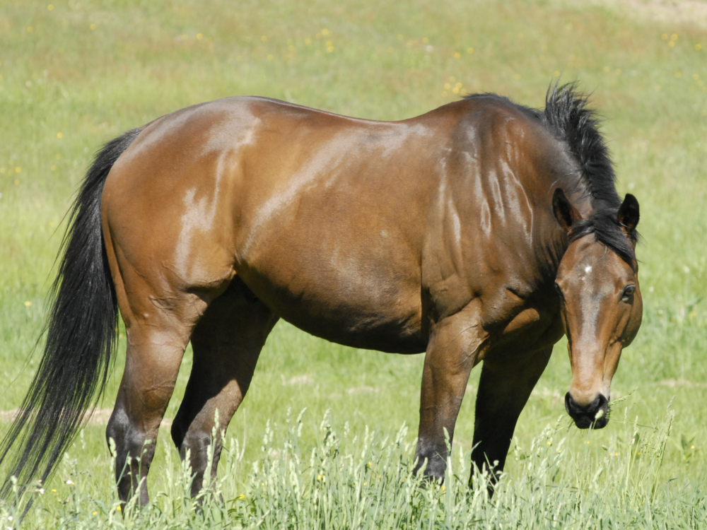 Why Gut Health Is the Foundation of Your Horse's Performance?
