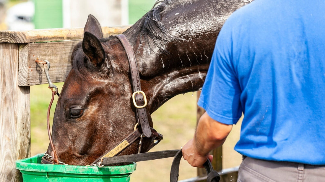 Is Your Horse Getting Enough Salt?